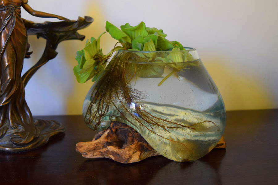 Glass Bowl with Driftwood Base